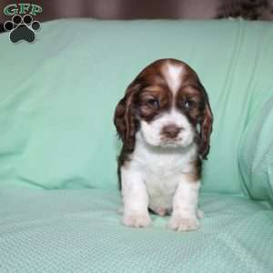 Jolly, Cocker Spaniel Puppy