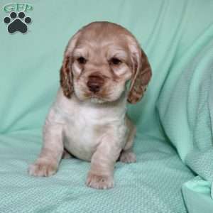 Jingles, Cocker Spaniel Puppy