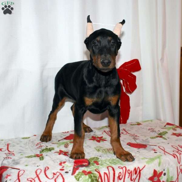 Ethan, Doberman Pinscher Puppy