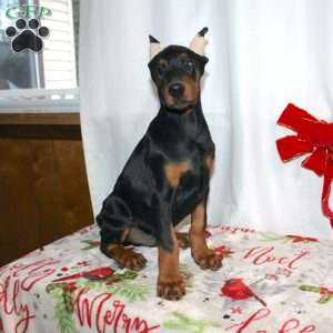 Frankencense, Doberman Pinscher Puppy