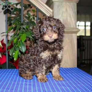 Angie, Mini Whoodle Puppy