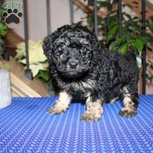 Andrew, Mini Whoodle Puppy