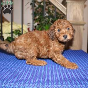 Allen, Mini Whoodle Puppy