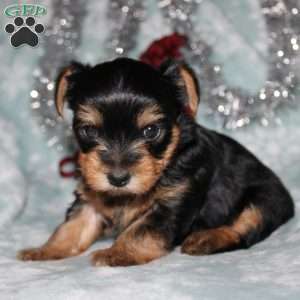 David, Yorkie Puppy