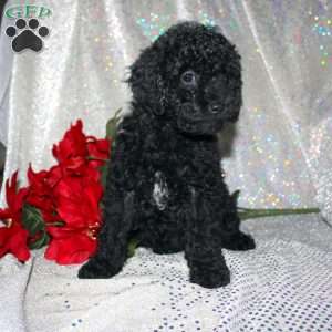 Button, Miniature Poodle Puppy