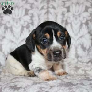 Dean, Jack Russell Mix Puppy