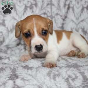 Drew, Jack Russell Mix Puppy