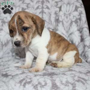 David, Jack Russell Mix Puppy