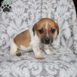 Danny, Jack Russell Mix Puppy