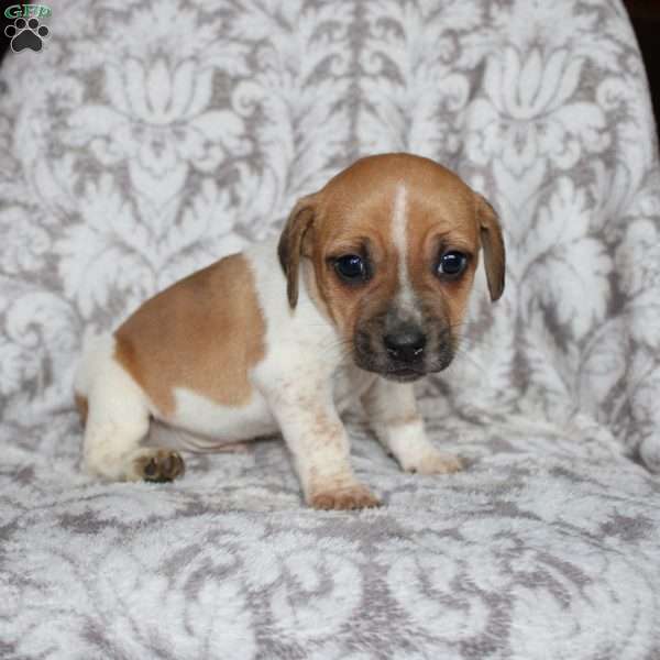 Danny, Jack Russell Mix Puppy