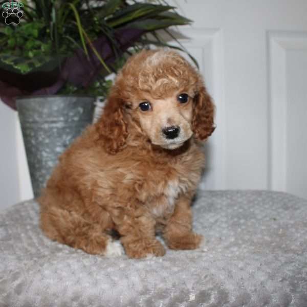 Leo, Miniature Poodle Puppy