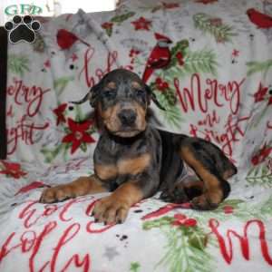 Reggie, Doberman Mix Puppy