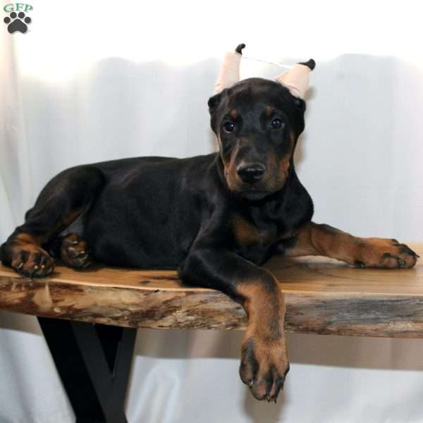 Rufus, Doberman Mix Puppy