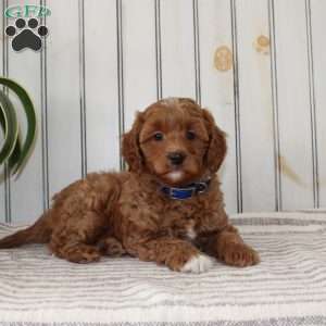 Rambo, Cavapoo Puppy