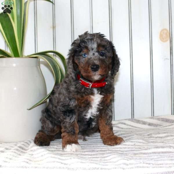 Roscoe, Cavapoo Puppy