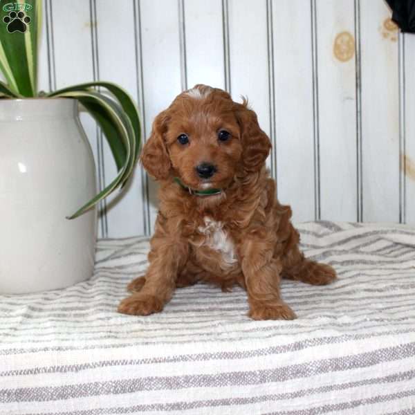 Rascal, Cavapoo Puppy