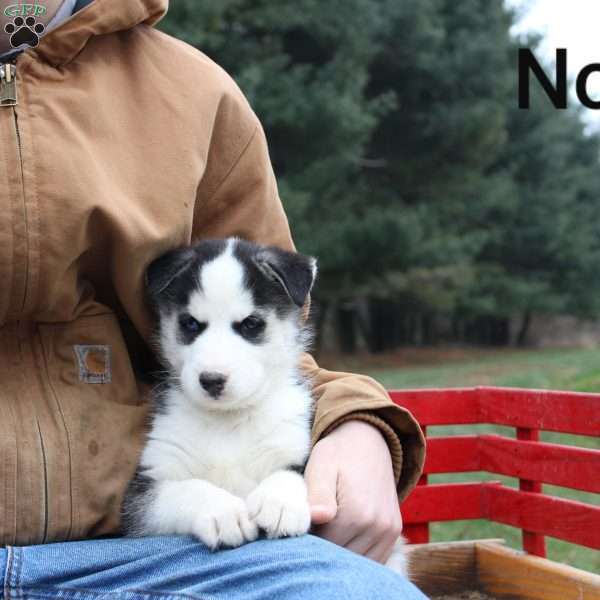 Noah, Siberian Husky Puppy