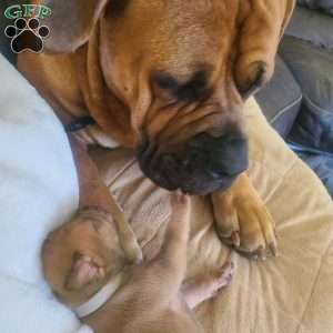 Layla, African Boerboel Puppy