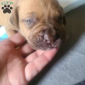 Layla, African Boerboel Puppy