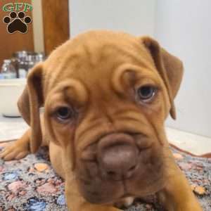 Layla, African Boerboel Puppy