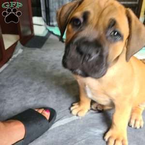 Liezel, African Boerboel Puppy