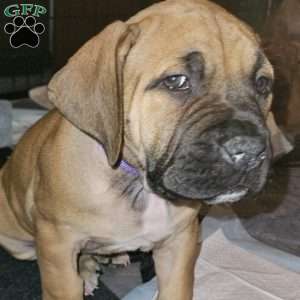 Liezel, African Boerboel Puppy