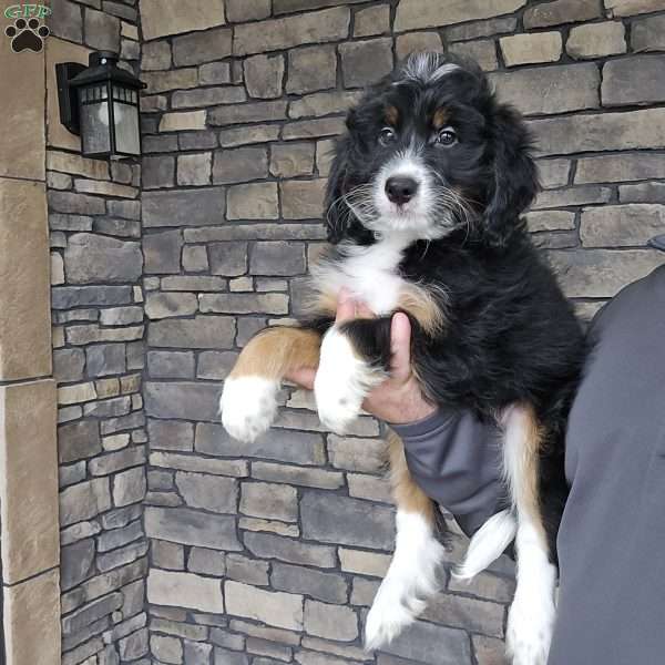 Dino, Mini Bernedoodle Puppy