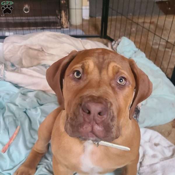 Layla, African Boerboel Puppy