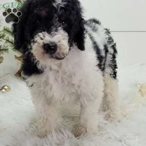 Mitch, Standard Poodle Puppy