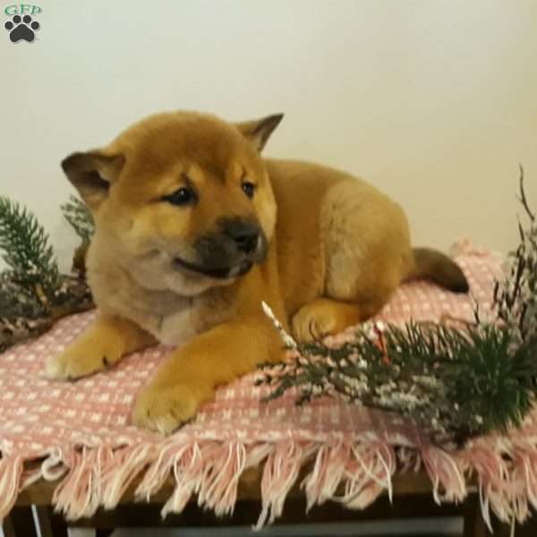 Olivia, Shiba Inu Puppy