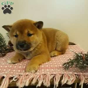 Olivia, Shiba Inu Puppy