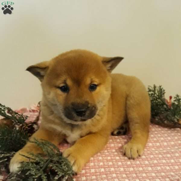 Olive, Shiba Inu Puppy