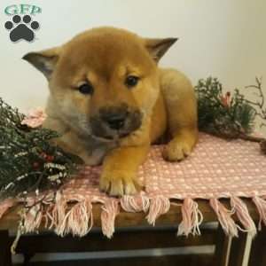 Olive, Shiba Inu Puppy