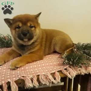 Oliver, Shiba Inu Puppy