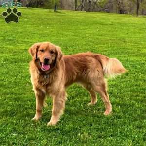 Brinkley, Golden Retriever Puppy