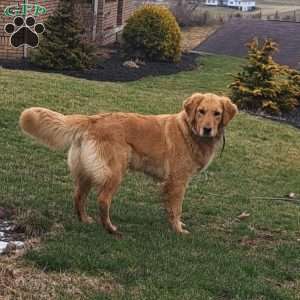 Brinkley, Golden Retriever Puppy