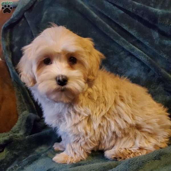 Cocoa, Maltipoo Puppy