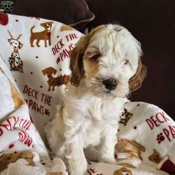 Amy, Cockapoo Puppy