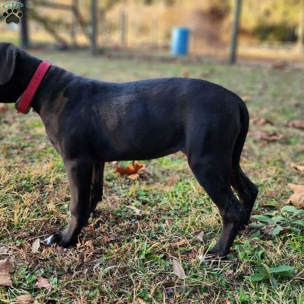 Kaye, Cane Corso Mix Puppy