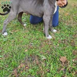 Simone, Cane Corso Mix Puppy