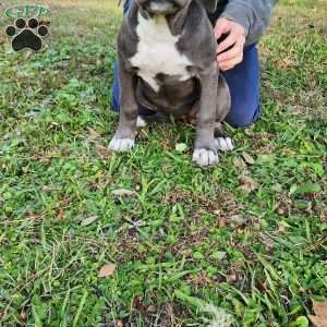 Simone, Cane Corso Mix Puppy