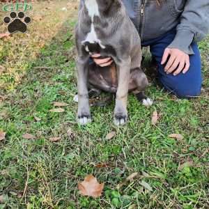 Darla, Cane Corso Mix Puppy