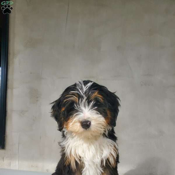 Rocky, Bernedoodle Puppy