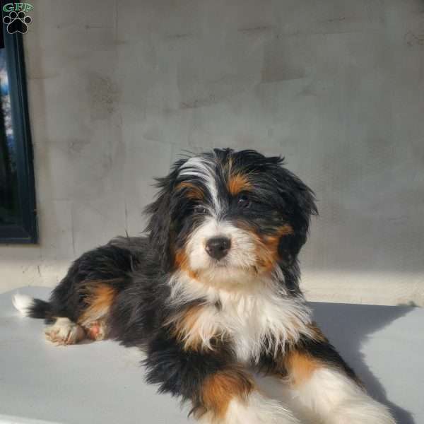 Chase, Bernedoodle Puppy