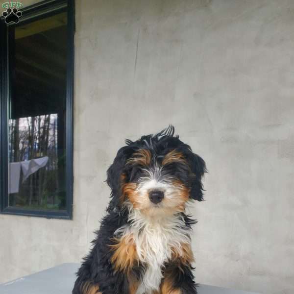 Star, Bernedoodle Puppy