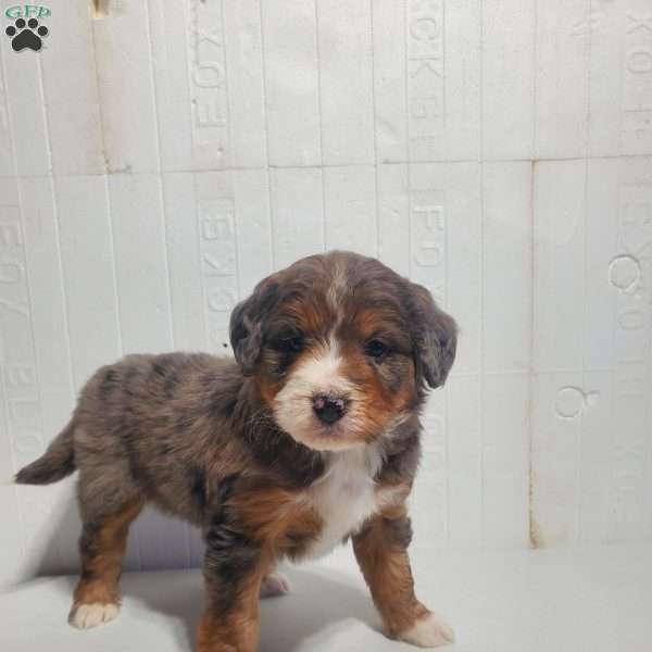 Hazel, Bernedoodle Puppy