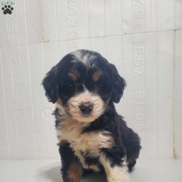 Harley, Bernedoodle Puppy