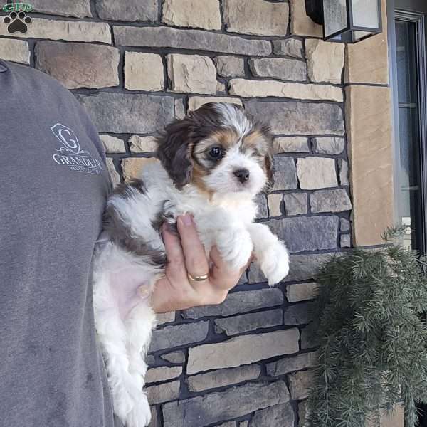 Felix, Cavapoo Puppy