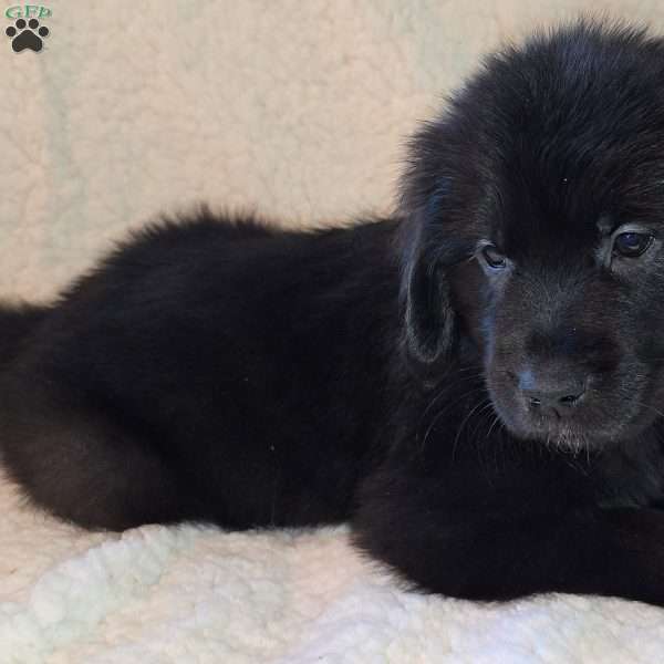 Jovi, Golden Newfie Puppy