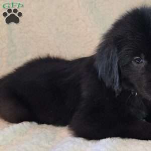 Jovi, Golden Newfie Puppy